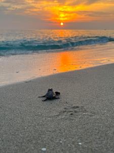Le tartarughe marine “scelgono” sempre di più il Salento per le nidificazione: il record di “Riva di Ugento” 