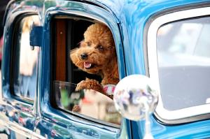 Il turismo pet friendly conquista gli italiani