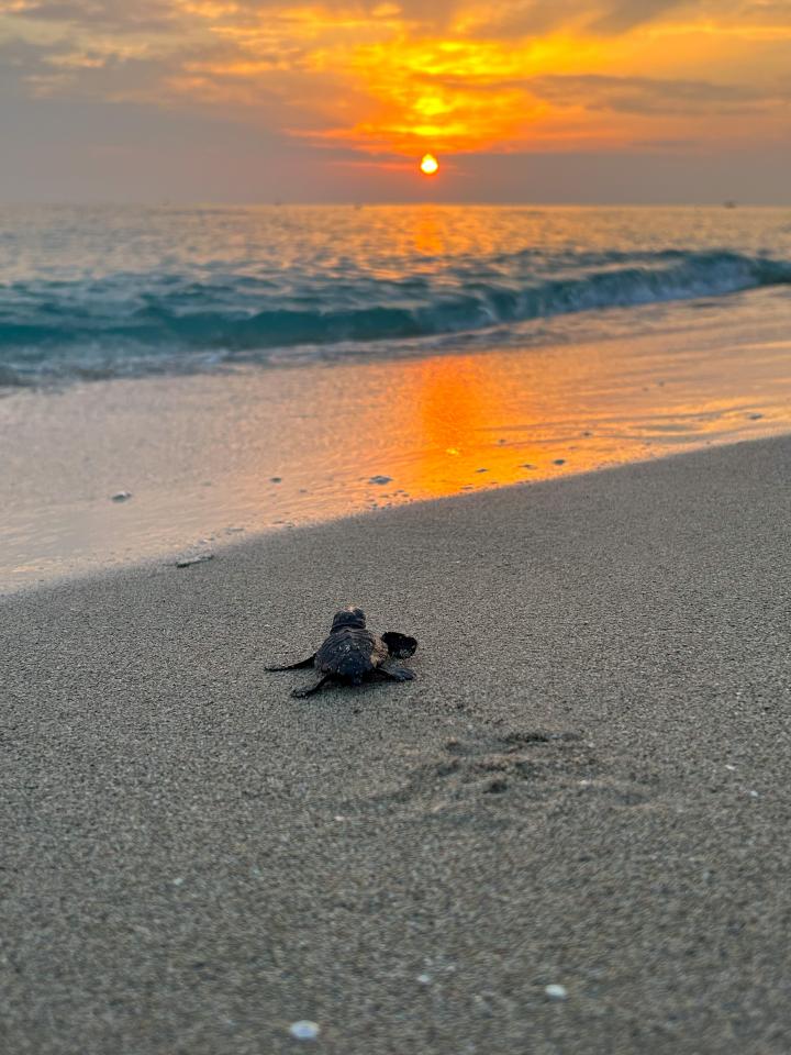 Le tartarughe marine “scelgono” sempre di più il Salento per le nidificazione: il record di “Riva di Ugento” 