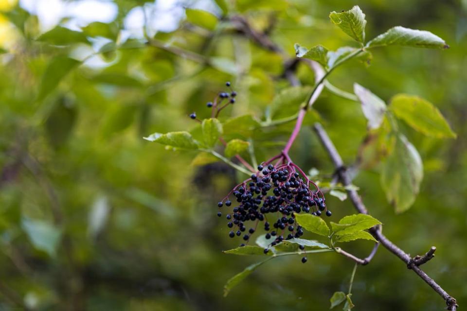 Alla scoperta dei frutti dimenticati, piccoli tesori che custodiscono la memoria della nostra terra