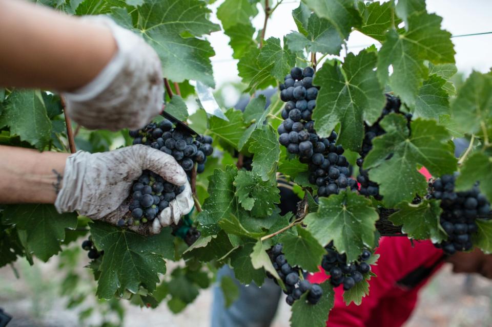 Vendemmia precoce, vino di qualità