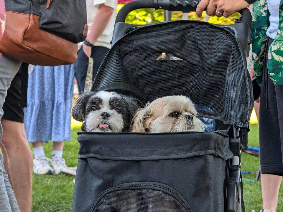 Turismo pet friendly, arriva la guida Lonely Planet per viaggiare con gli amici a quattro zampe